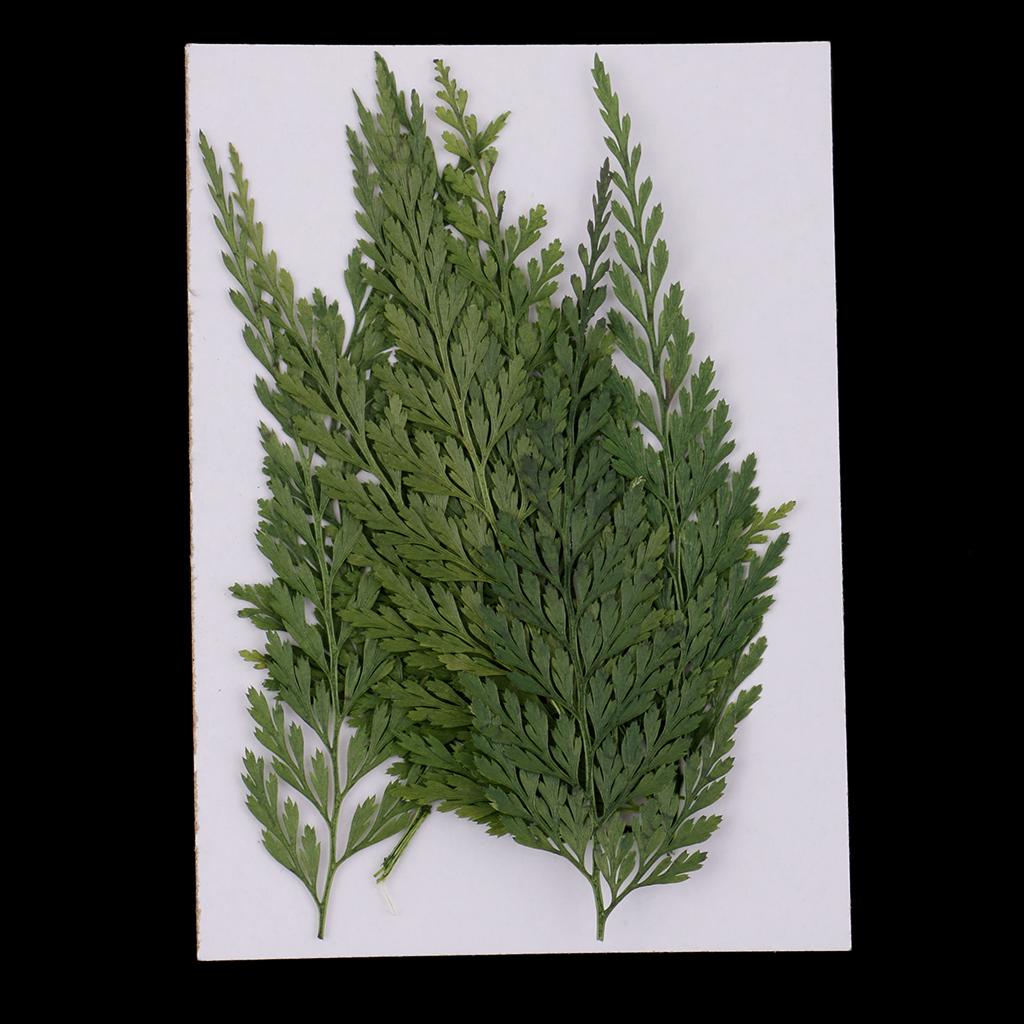 The Art And Craft Of Jewelry - Natural Dried Flowers with Pressed Leaves