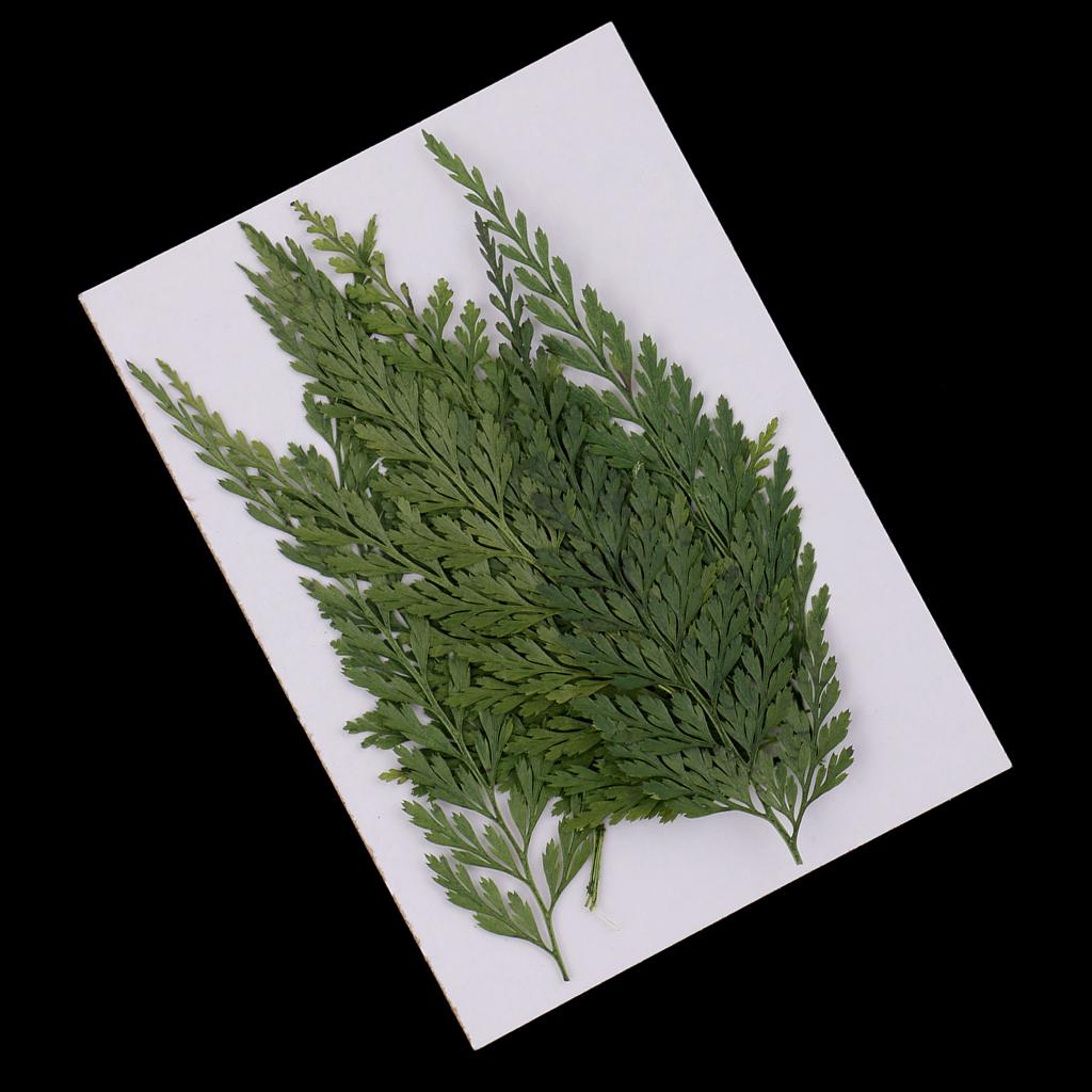 Natural Dried Flowers with Pre - The Art And Craft Of Jewelry review and price