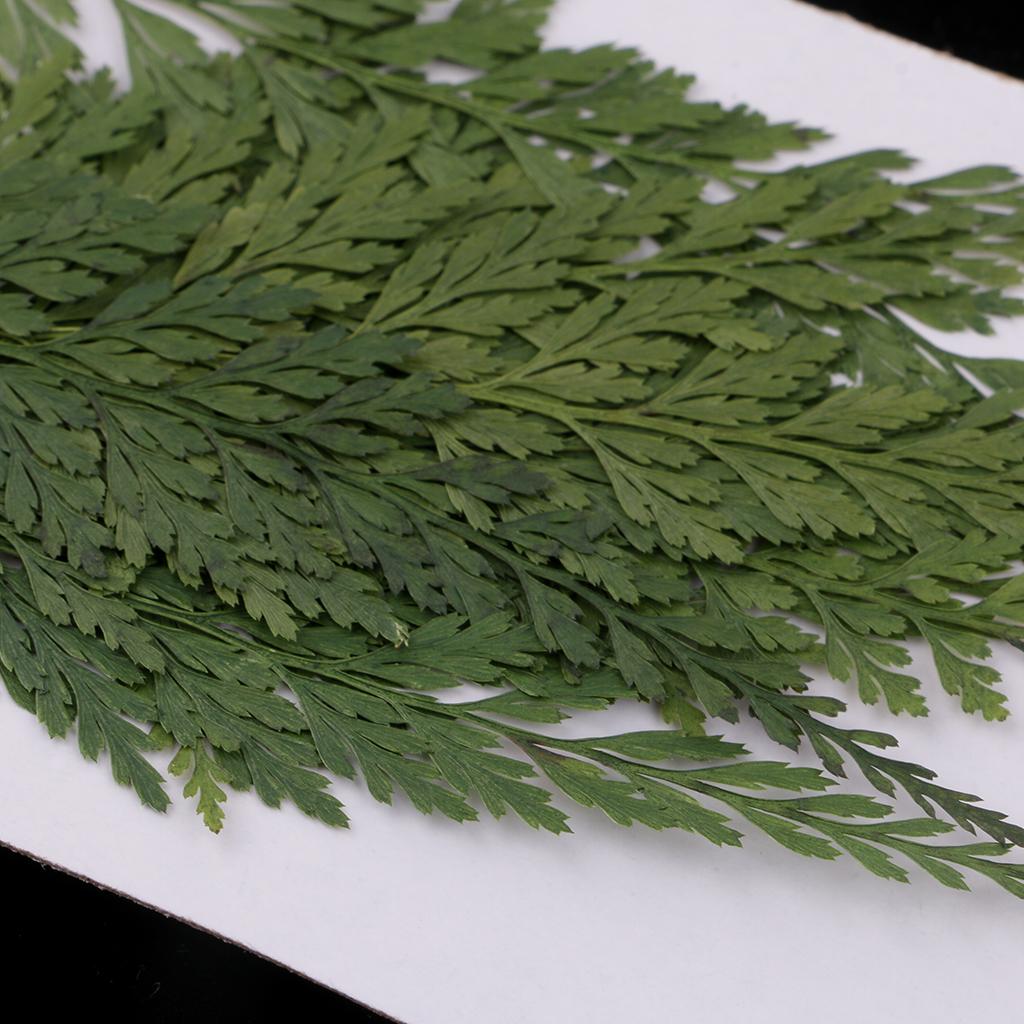 Natural Dried Flowers with Pre - The Art And Craft Of Jewelry review and price