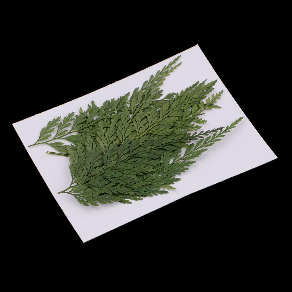 Natural Dried Flowers with Pre - The Art And Craft Of Jewelry review and price